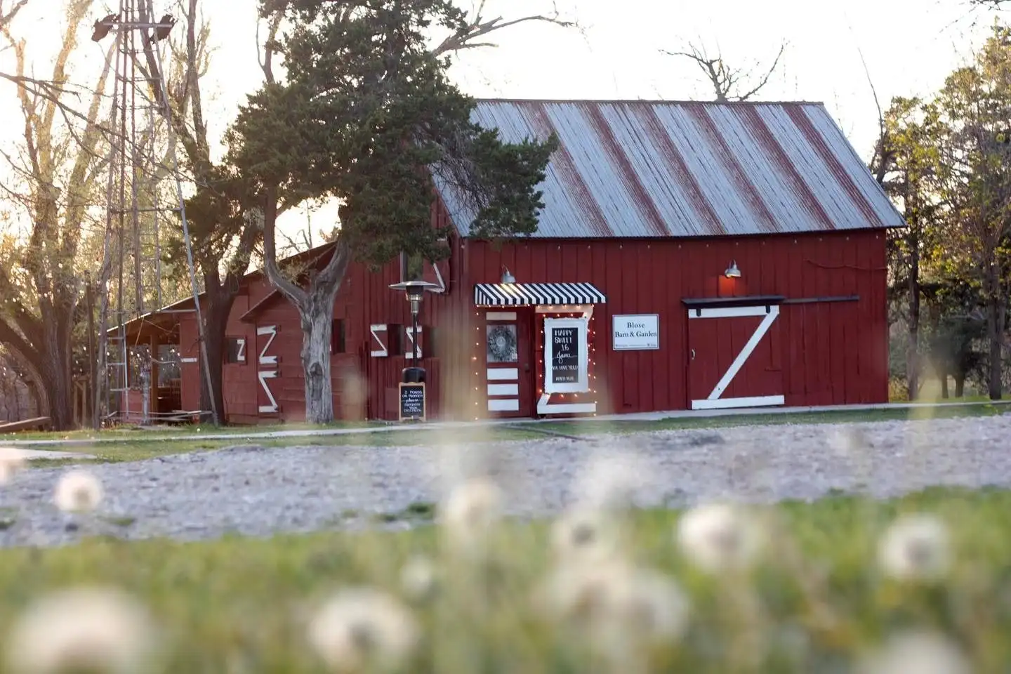 The red barn behind a gravel drive, with dandelion seed heads in the foreground.